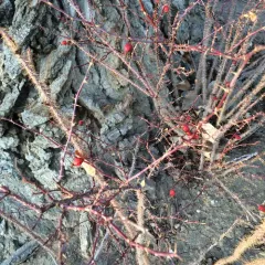 Woods' rose thumbnail 2