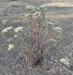 Slender Buckwheat thumbnail 1