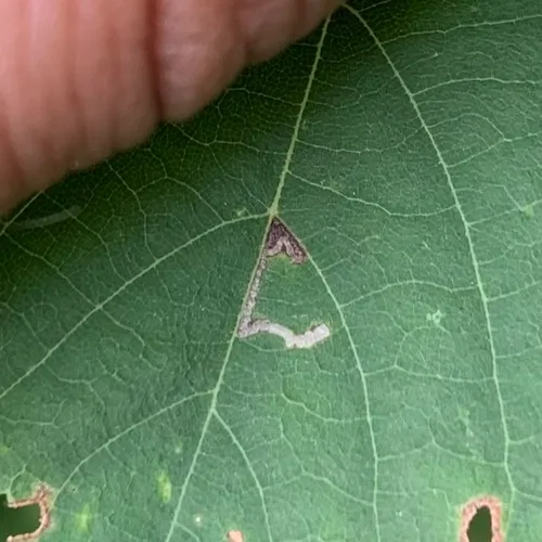 Bucculatrix improvisa