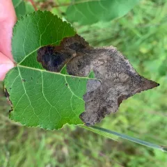 Cottonwood Leafminer thumbnail 2