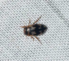 Hydroporus Diving Beetle thumbnail 3