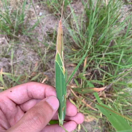 Grass Sheathminer Fly