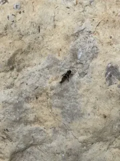 Smaller Sand Cricket thumbnail 3