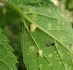 Hackberry Pear-shaped Gall Midge thumbnail 3