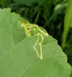 Mallow Leaf Miner thumbnail 2