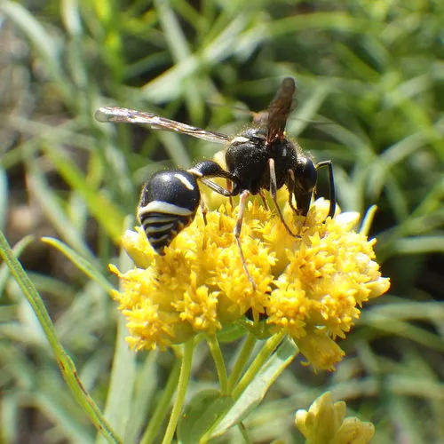 Cross Potter Wasp