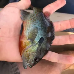 Redbreast Sunfish thumbnail 4