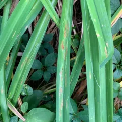 Daylily Leafminer thumbnail 1