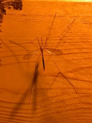 Nephrotoma gracilicornis