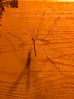 Nephrotoma gracilicornis thumbnail 1