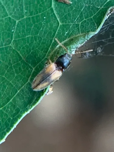 Horistonotus curiatus