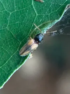 Horistonotus curiatus thumbnail 1