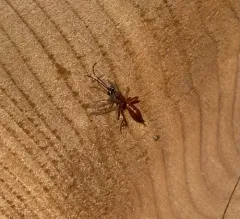Pachysomoides fulvus thumbnail 3