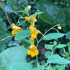 Idaho Jewelweed thumbnail 4