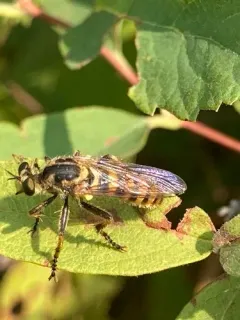 Callinicus pollenius thumbnail 3