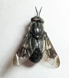 Chrysops noctifer thumbnail 2