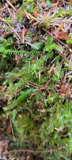 Greater Featherwort thumbnail 2