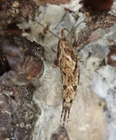 Pedetontus submutans thumbnail 3