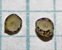 Oyster Gall Wasp thumbnail 4