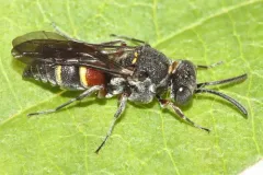Epinysson tuberculatus thumbnail 2