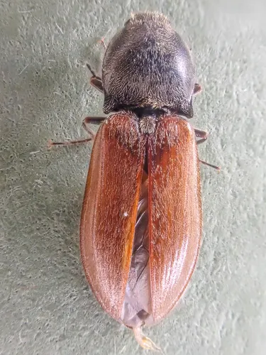 Pseudanostirus hoppingi
