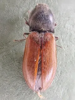 Pseudanostirus hoppingi thumbnail 1