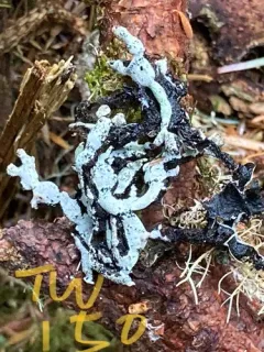 Seaside Tube Lichen thumbnail 4