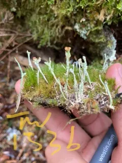Cladonia norvegica thumbnail 3