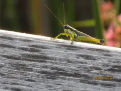 Hoosier Locust thumbnail 2