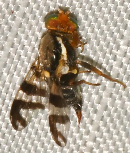 Rhagoletis chionanthi