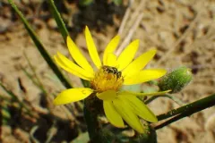 Swenk's Fairy Bee thumbnail 2