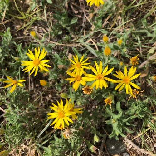 Harsh False Goldenaster