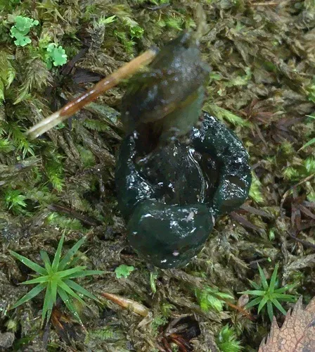 Hypomyces leotiicola