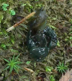 Hypomyces leotiicola thumbnail 1