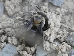 Hibiscus Turret Bee thumbnail 4