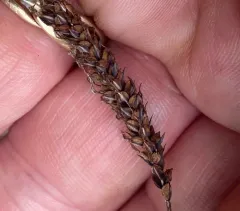 blue sedge thumbnail 4