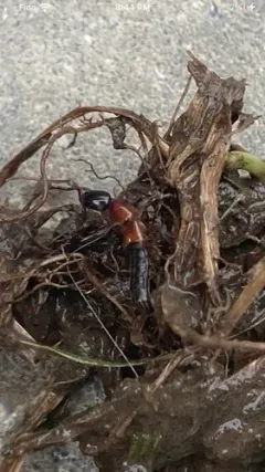 Elegant Rove Beetle thumbnail 1