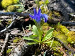 perennial fringed gentian thumbnail 2