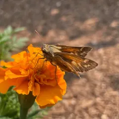 Field Skipper thumbnail 2