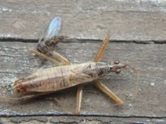 Nabis americolimbatus thumbnail 2