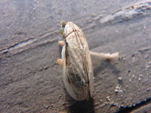 Prairie Spittlebug