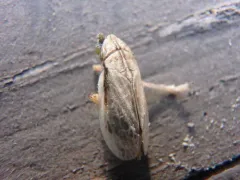 Prairie Spittlebug thumbnail 1