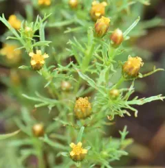 Fetid marigold thumbnail 1