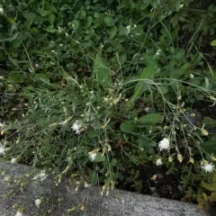 diffuse knapweed thumbnail 4