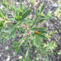 Nine-spotted Lady Beetle thumbnail 2