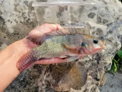 Nile Tilapia thumbnail 3