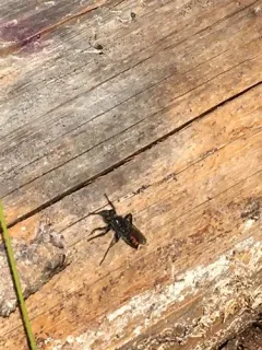Orange-patched Laphria thumbnail 1