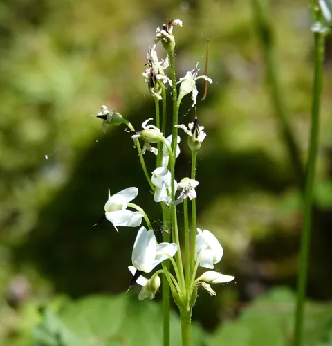 White Shootingstar