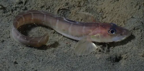 Shortfin Eelpout