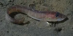 Shortfin Eelpout thumbnail 1